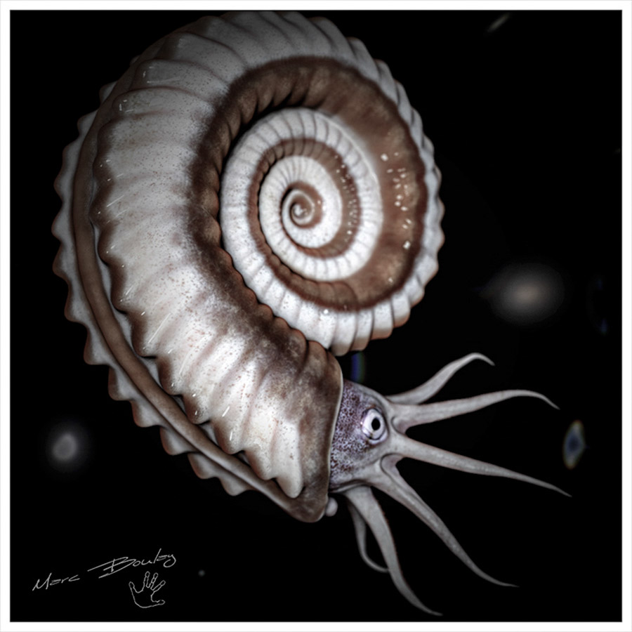 Ammonite_Marc Boulay