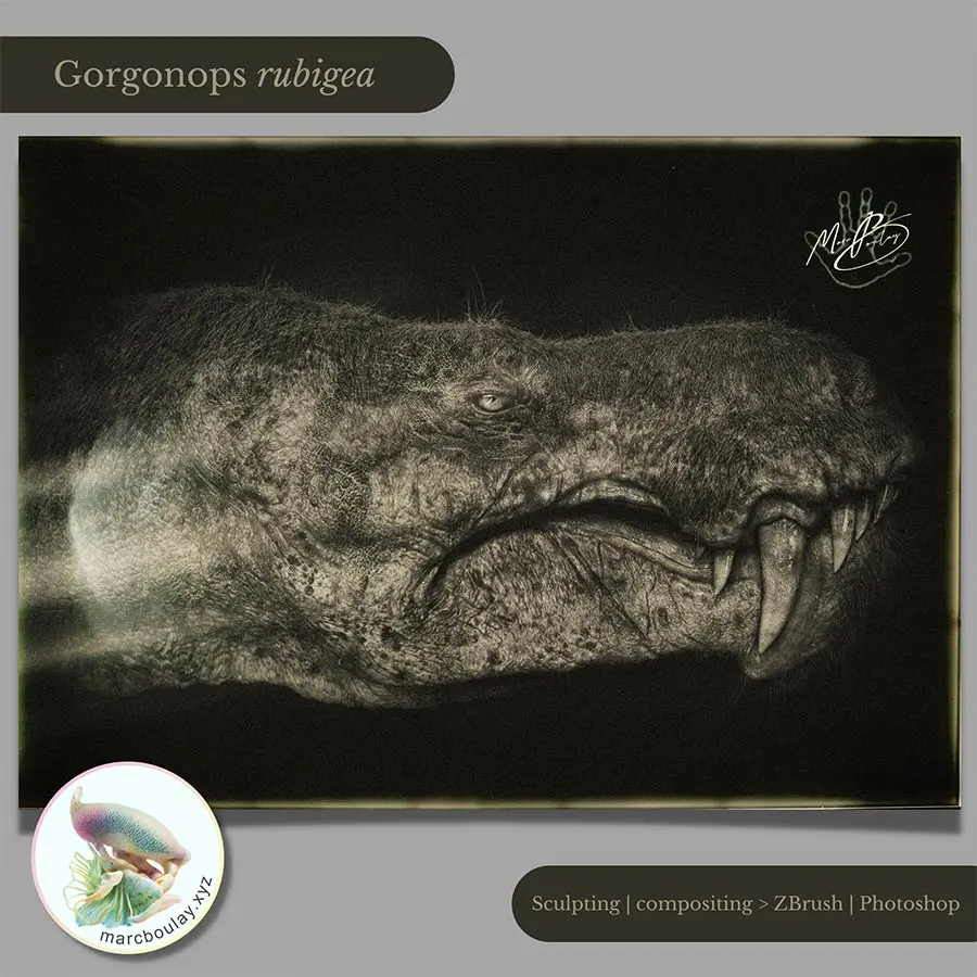 Gorgonops rubigea by Marc Boulay