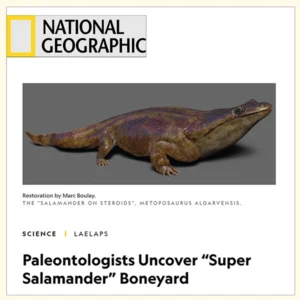 National Geographic - Metoposaurus PaleoArt by Marc Boulay