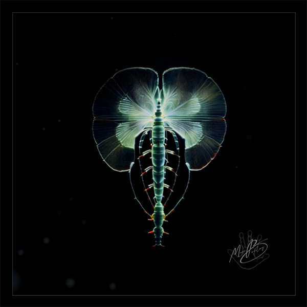 La minuscule espèce n°120b