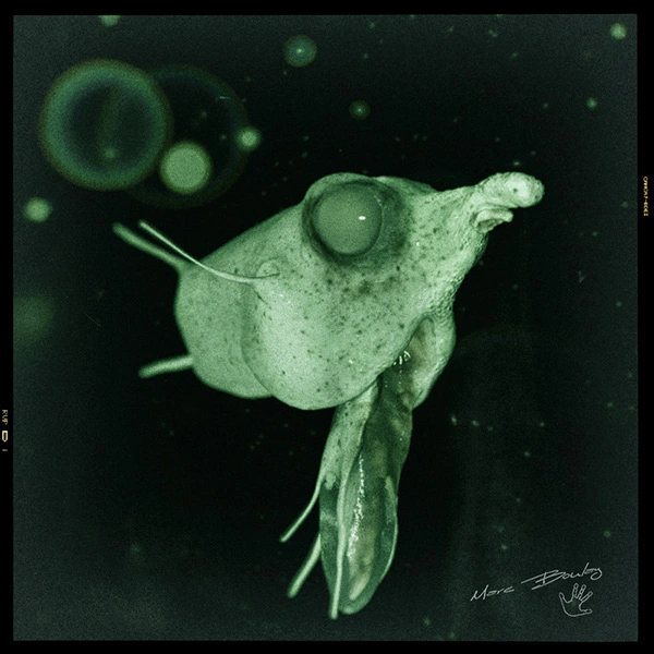 Biologie spéculative – Pelagiopus