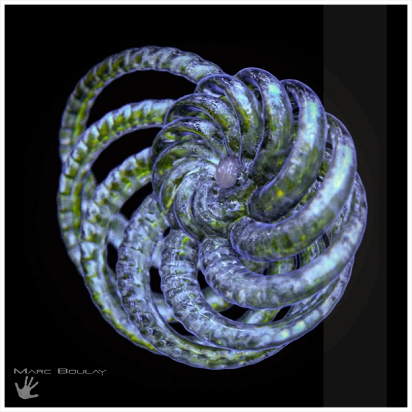 Espèce spéculative n°00cp01 imaginée dans l’océan sous-glaciaire d’Encelade