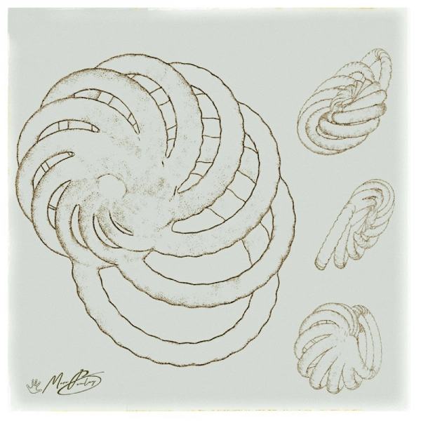 Recherches anatomiques dessinées de l’espèce n°00cp01