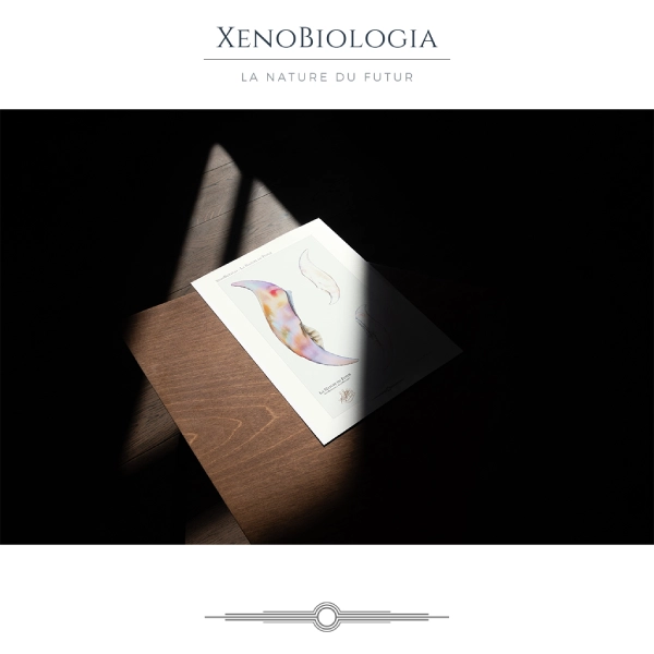 XénoBiologia - Clavovivis mirabilis_03