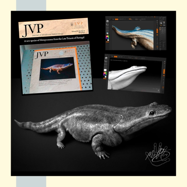 Journal of Vertebrate Paleontology - Metoposaurus reconstruction by Marc Boulay