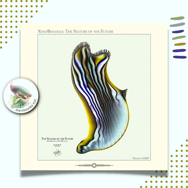 Species n°b7657 Marc Boulay