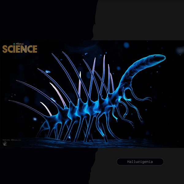 Hallucigenia - Pour La Science by Marc Boulay