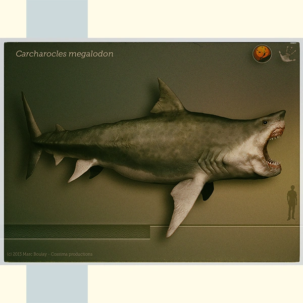 Carcharocles-megalodon_Marc Boulay