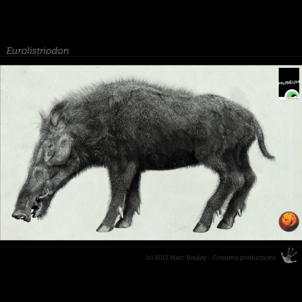 EUROLISTRIODON_Marc Boulay