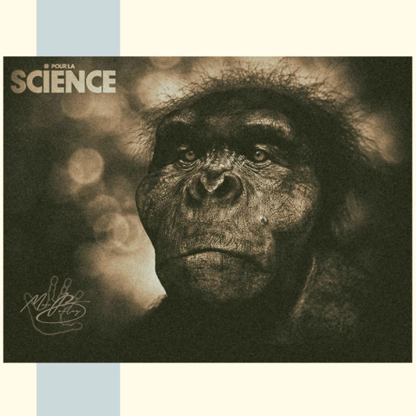 GIGANTOPITHECUS-BLACKI_PourLaScience_Marc Boulay