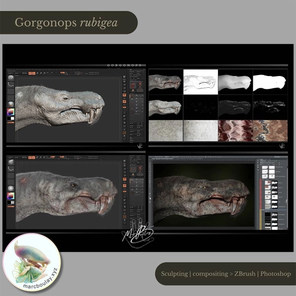 Gorgonops-rubigea_Marc Boulay