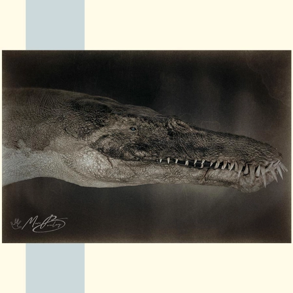LIOPLEURODON - Marc Boulay