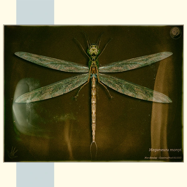 Meganeura Paleopolis - Marc Boulay