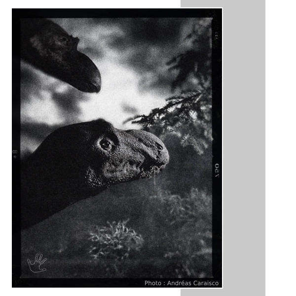 Photo-studio_Maiasaura