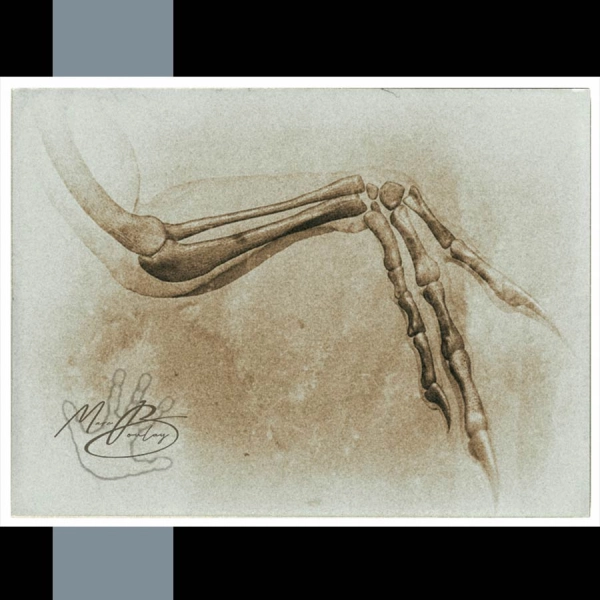 Utahraptor-Plate-87_Marc Boulay