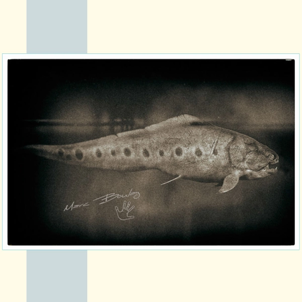 DUNKLEOSTEUS-TERRELLI_Marc Boulay