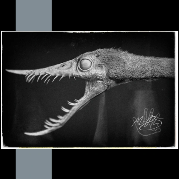 RHAMPHORHYNCUS-workflow_Marc Boulay