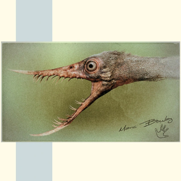 RHAMPHORHYNCUS_Marc Boulay