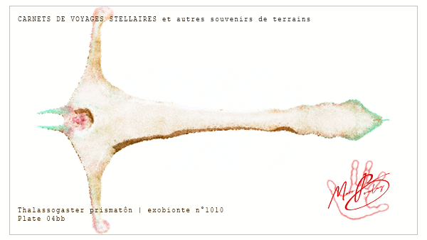 Thalassogaster prismatôn - 03
