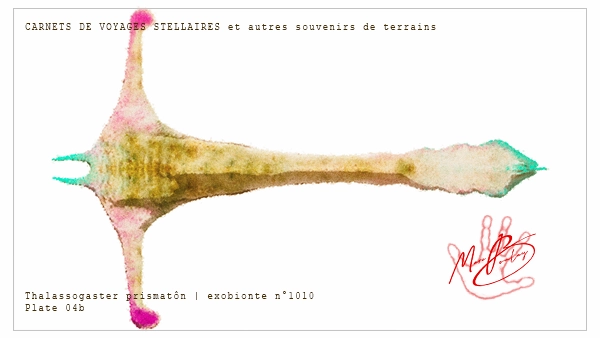 Thalassogaster prismatôn - 04