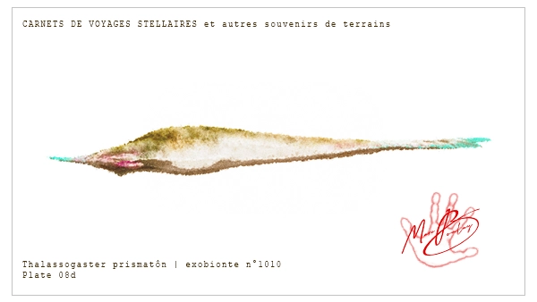Thalassogaster prismatôn - 07