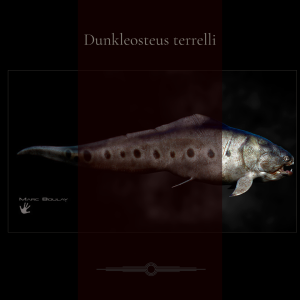 DUNKLEOSTEUS TERRELLI