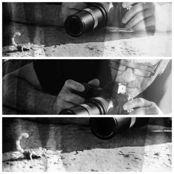 Marc Boulay observant et photographiant un scorpion sur le terrain au Maroc