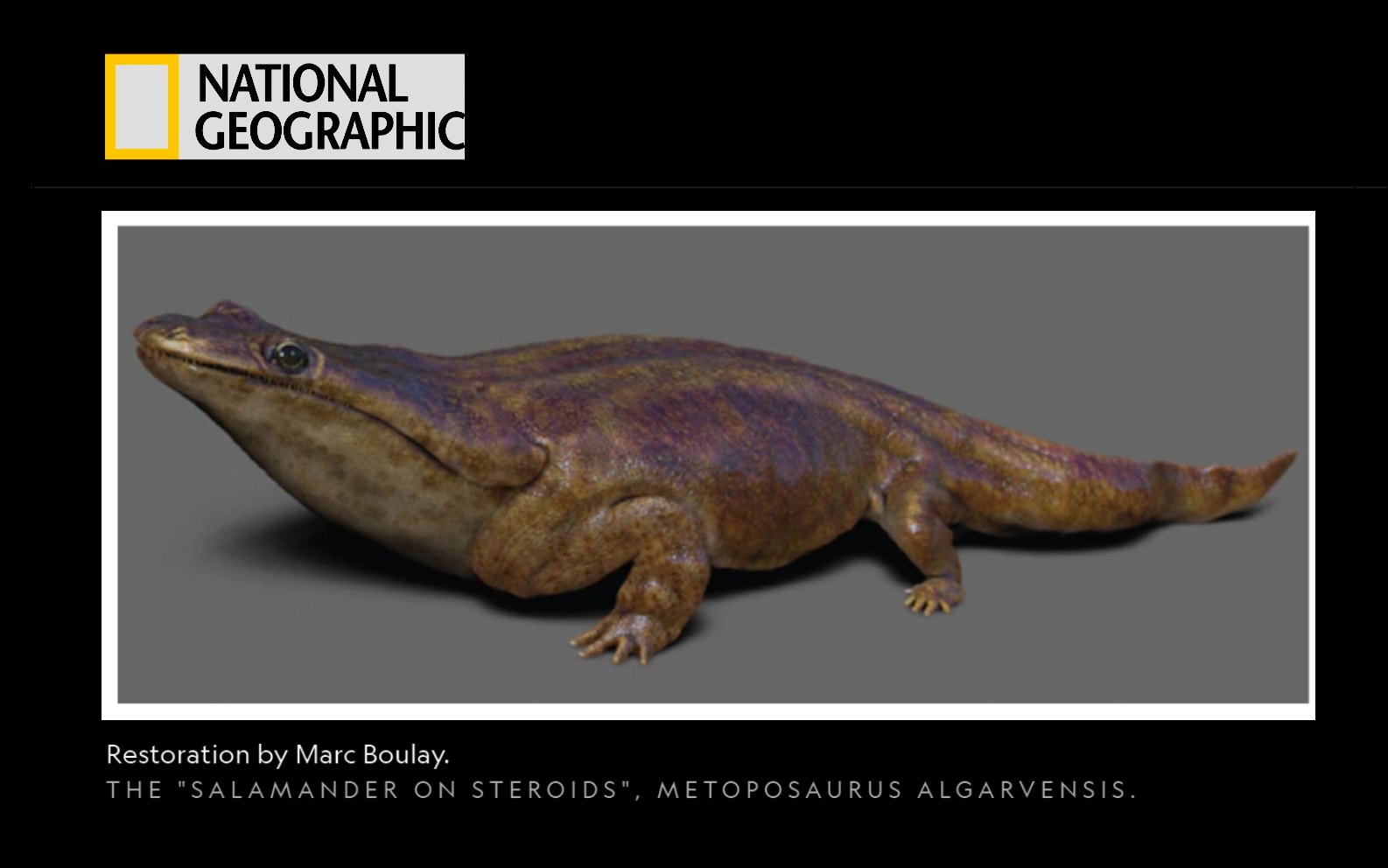 Reconstruction paléoartistique de Metoposaurus algarvensis réalisée par Marc Boulay