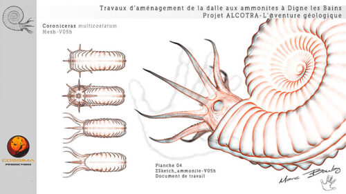 Ammonite-planche-04-(c)-MarcBoulay