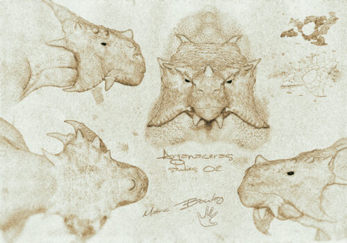 Arganaceras-studies01b-(c)-MarcBoulay