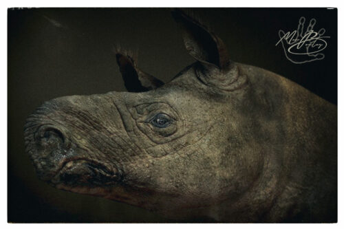 Diaceratherium_Montier-en-Der(c)MarcBoulay