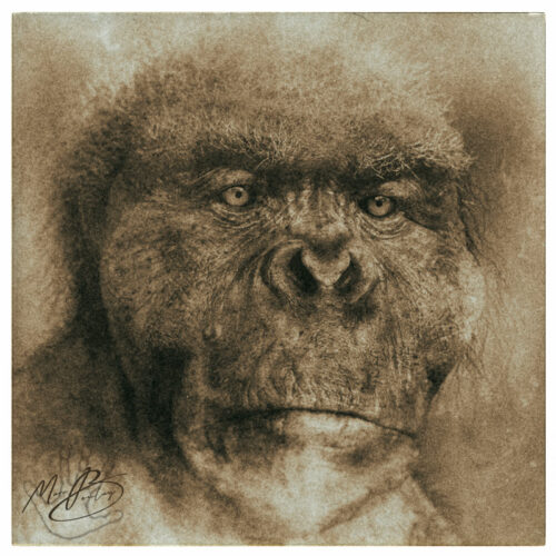 Gigantopithecus (c) Marc Boulay
