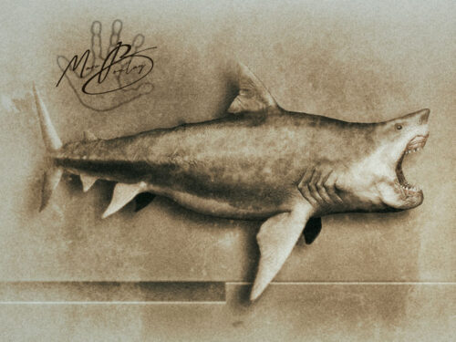 Megalodon (c) MarcBoulay
