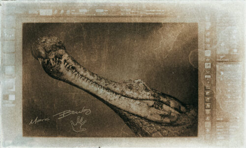 Sarcosuchus-imperator-workflow1 (c) MarcBoulay