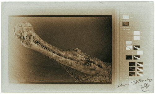 Sarcosuchus-imperator-workflow2(c)MarcBoulay