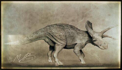 Triceratops_V05g-(c)-MarcBoulay