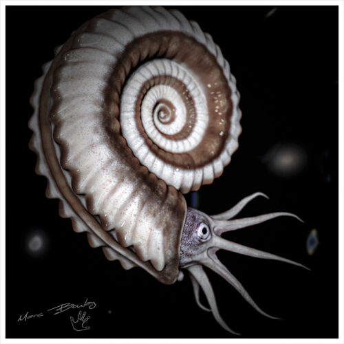 ammonite-(c)-Marc-Boulay